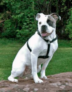 Valley Bulldog
