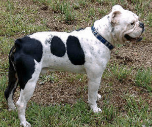 Valley Bulldog