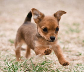 Yorkie Chihuahua mix