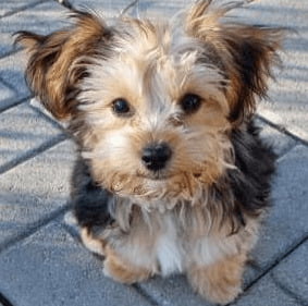 Yorkshire Terrier Poodle Mix