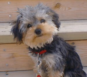 Yorkshire Terrier Poodle Mix AKA yorkipoo