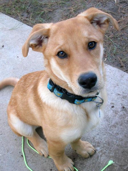 german shepherd lab mix