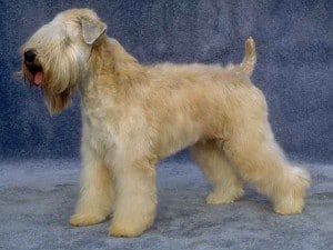 Wheaten Terrier
