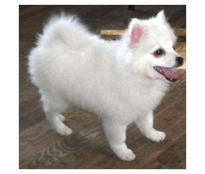 Pomimo
