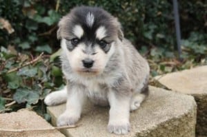 Siberpoo
