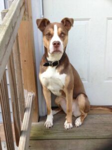 Husky Pitbull Mix