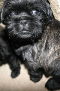 Pug Poodle Mix