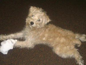 Schnoodle
