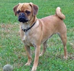 Puggle