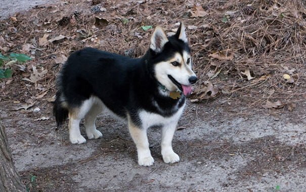 Corgi Husky Mix aka Horgi