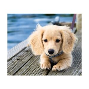 Golden Retriever Dachshund Mix
