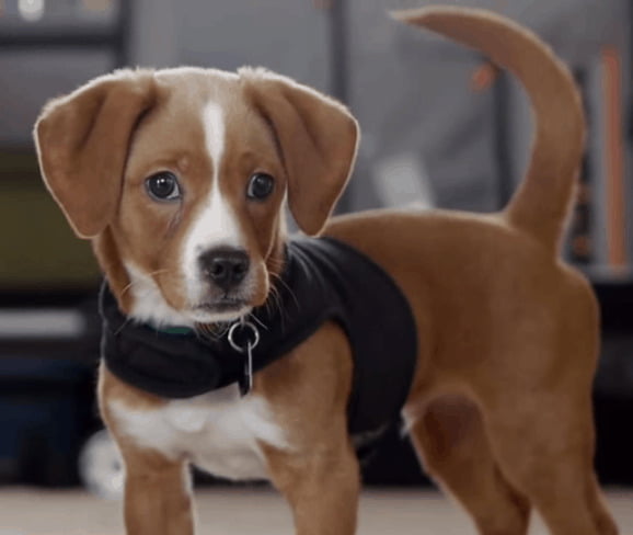Beagle Chihuahua Mix