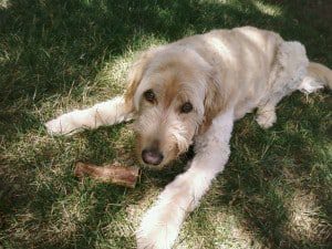 Golden Retriever Poodle Mix