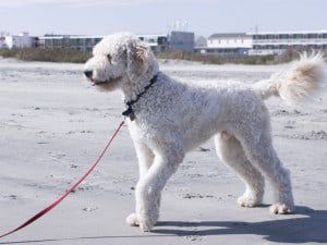 Golden Poodle