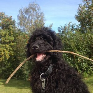 Lab Poodle Mix