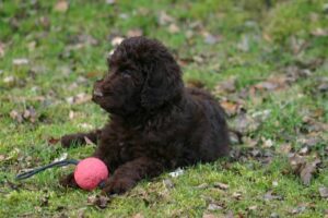 Labradoodle Puppy