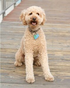Poodle Lab Mix