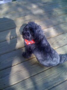 Shih Tzu Poodle Mix
