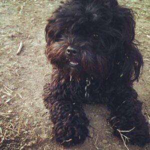 Shihpoo
