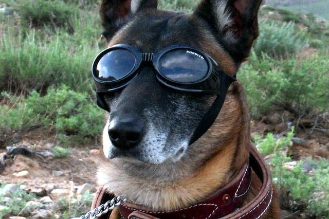 Fun Things to Do with Your Dog
