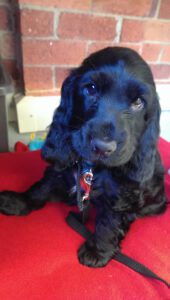Stop Dog From Peeing On Bed