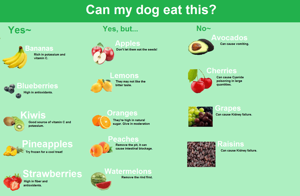 Can Dogs Eat Fruits