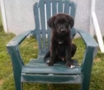 Afador - Afghan Hound Lab Mix