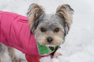 Yorkie Coat