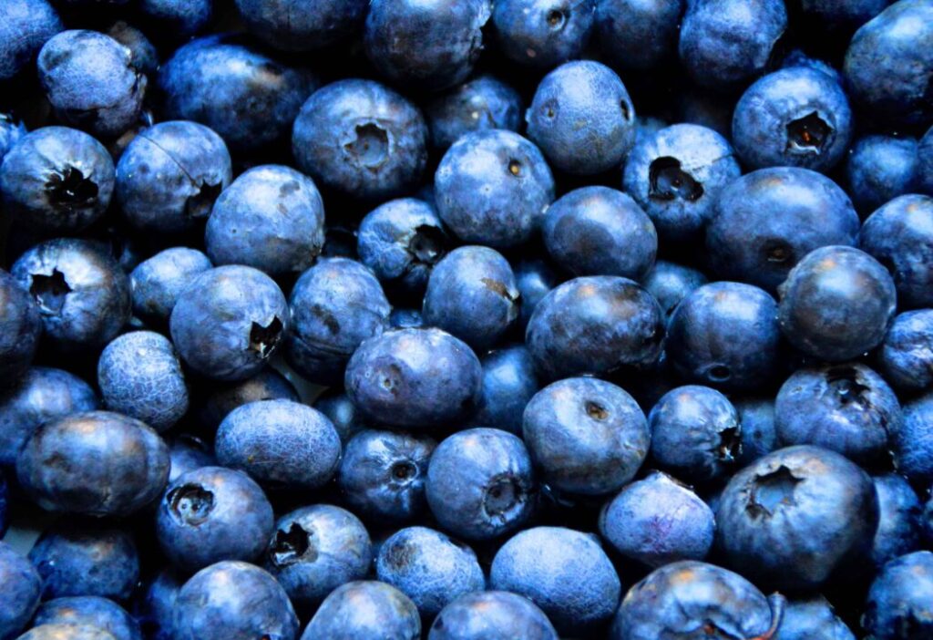 Can Dogs Eat Blueberries