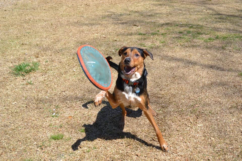Best Dog Frisbee