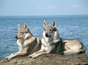 Czechoslovakian Vlcak