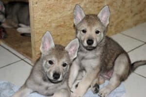 Czechoslovakian Wolfdog Puppies