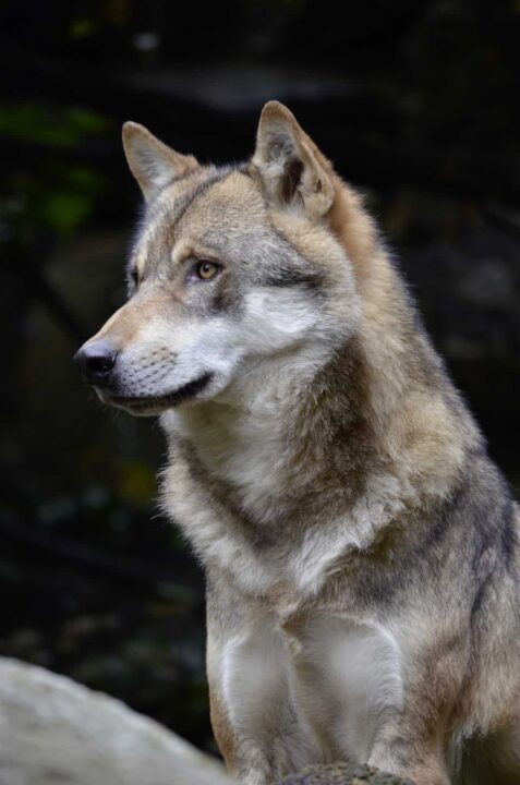 Czechoslovakian Wolfdog