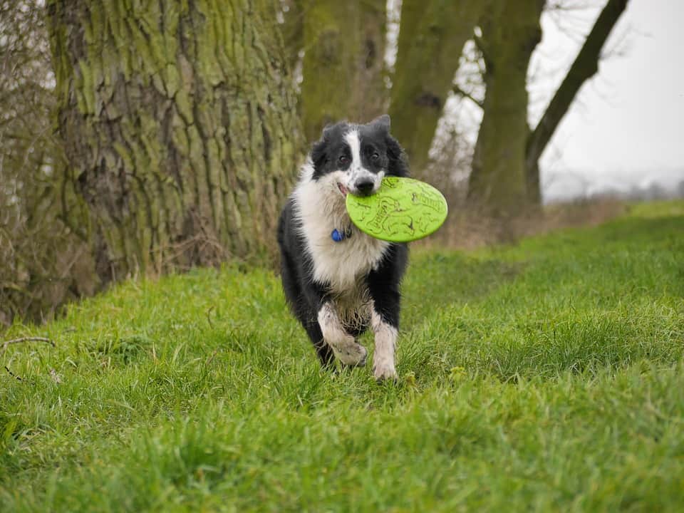 Dog Running