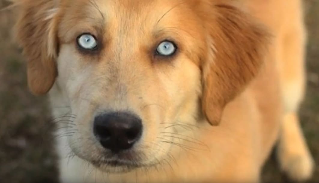 Golden Retriever Husky Mix