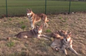 Saarloos Wolfhound