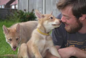 Saarloos Wolfdog Puppies