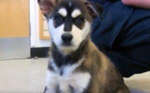 Siberian Husky Golden Retriever Mix Puppies