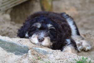 Aussiedoodle Puppy