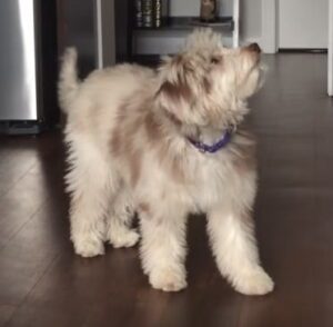 Australian Shepherd Poodle Mix