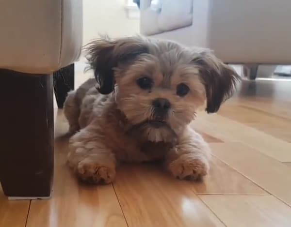 Morkie