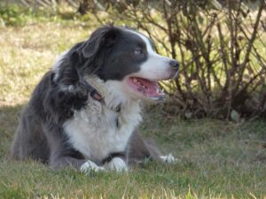 Australian Shepherd Border Collie Mix