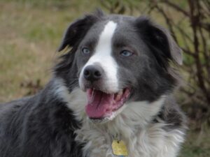 Australian Shepherd Border Collie Mix