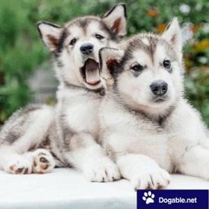 Dog Breeds with Pointy Ears
