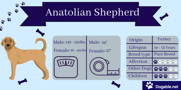 Anatolian Shepherd infographic 
