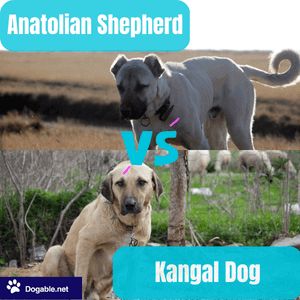 Anatolian-Shepherd-v-kangal