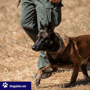 Dog Breeds Wtih Pointy Ears