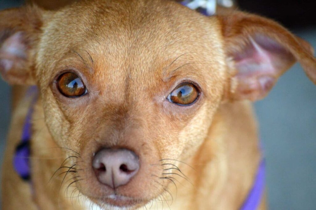 Chihuahua Dachshund Mix