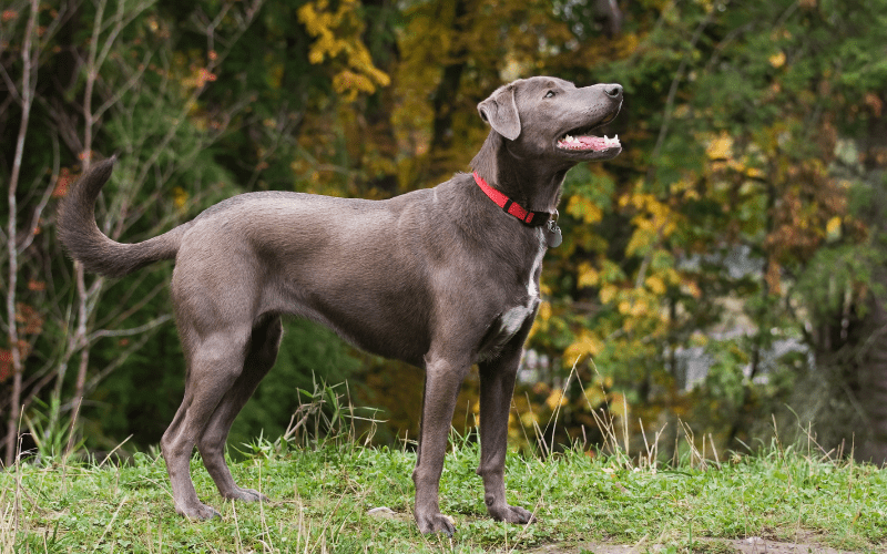 Blue Lacy Dog