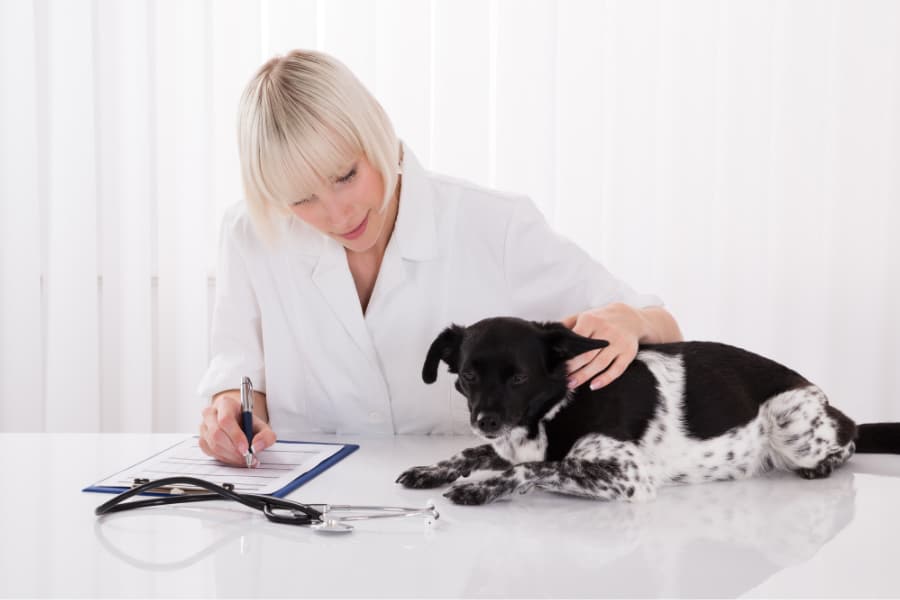 Doxycycline Safe For Dogs